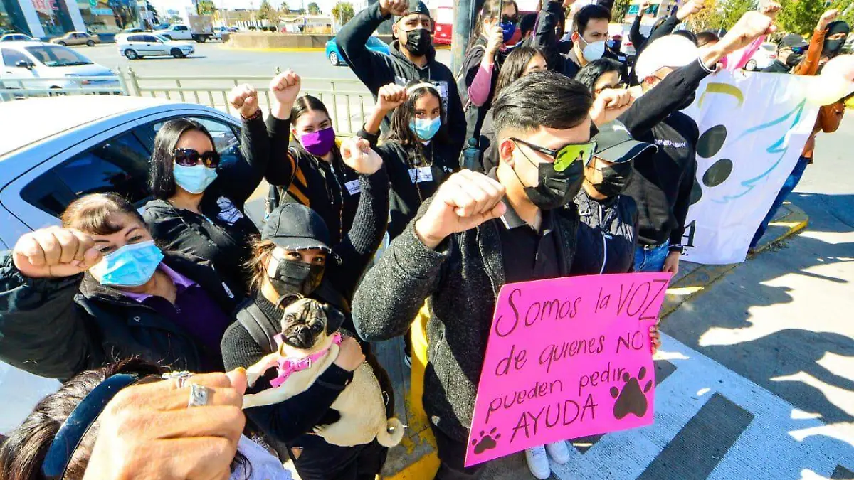 colectivos en pro de animales